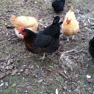 This is sister to 'Little One'.  She is 'Red'
I believe that part of the cross is Rhode Island red?  Not sure of the other part.