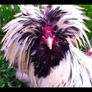 Prior Molt Bowies Face