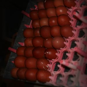 The BCM eggs going in.!!