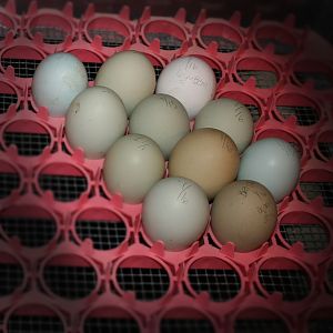 EasterEggers eggs