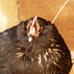 old black Azeri hens