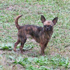 SpitFire my chihuahua.