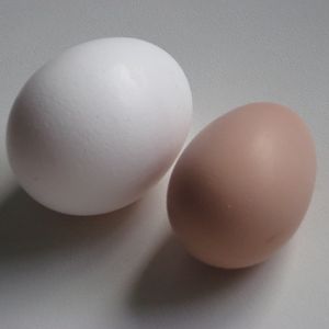 1st Silkie Egg Jan 18, 2012