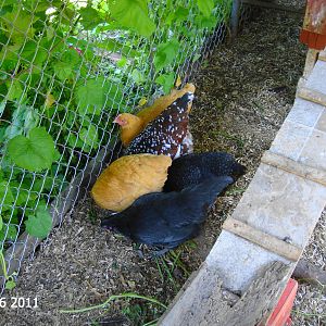 The 5 hens we ended up with after 2 chicks were killed by kipper and 5 roosters were returned to Daron.