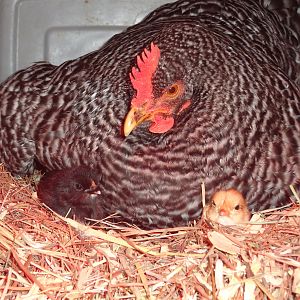 1/16/2012-Gloria and her baby chicks. Just hatched