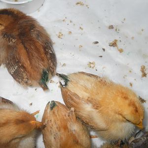 feather picking. i put green food coloring to cover the blood. it helped.