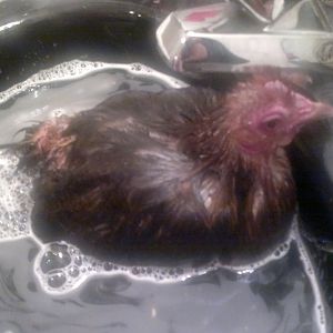 Soaking FeeBee to see if we can help her.