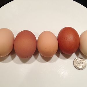 eggs