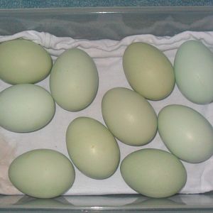 The eggs I just set in the incubator