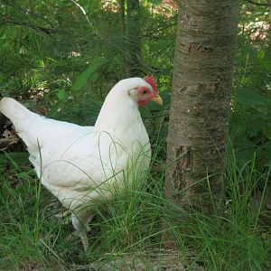 Young White Leghorn Hen in the woods exploring