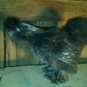 maru my blue roo he has a very nice beard and he has this beautiful silver leakage on his neck and wings