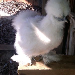 aww sweet magic the only one im not sure of?????? she is feisty like a roo but only have the size of Maru and Danny