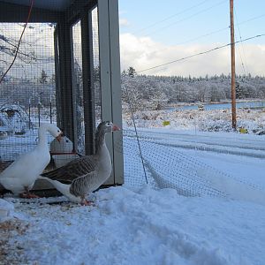 Daisy and Pilgrim enjoying their view