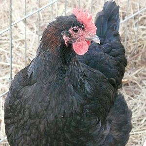 Henny Penny our darkest egg color