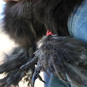 Zelda's feet Jan 2012