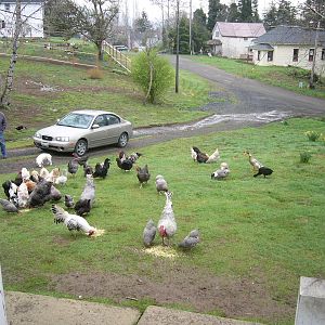 Pretty lawn ornaments