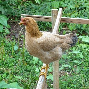 Back yard chick avoiding the five roosters