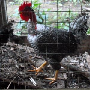 "King", The first replacement Rooster.  After the other rooster was killed by dogs, the chickens did not lay eggs for two months.