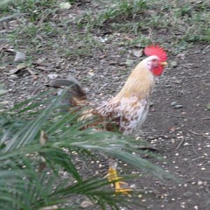 This is Rooster number five.  He was born here as a white chick.