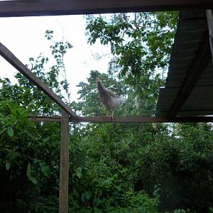 This juvenille chick is avoiding the attentions of the five roosters by getting high