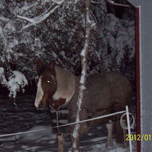 Little Joe - My Horse