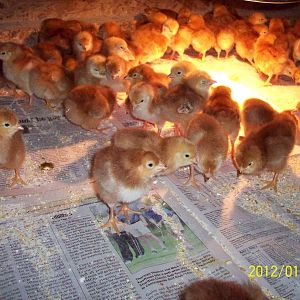 Chick Hatch 150 Rhode Island Reds 1/20/2012