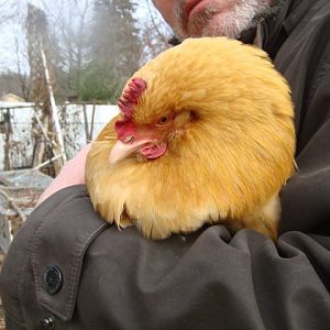 Broody Buffy in loving arms