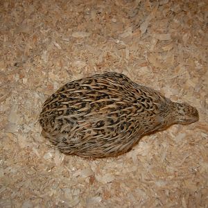 golden quail hen