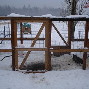 The enclosed run for the girls, and the front of their coop. I let them out to run with the goats everyday.