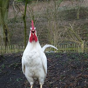 Titan- my White Star cockerel