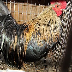 Golden Badger - Hackle Rooster