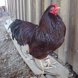 Chris McCary's winning Buckeye Cockerel
"Tuskaloosa"