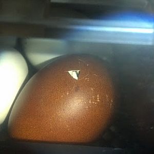 My first pip... a BCM egg from our hen Giselle