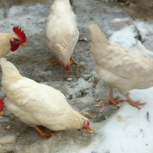 My youngins' sharing a bagel in the snow