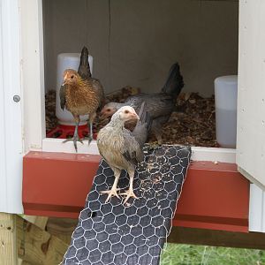 The Banties enjoying their new home.