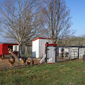 Our chicken yard - and my favorite place to sit!