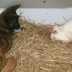 Buddy and a hen nesting
