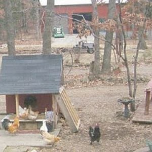 The bantam chickens took over Buddy's dog house.