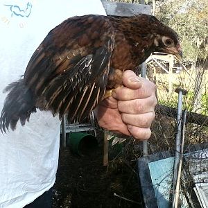Pullet?