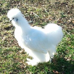 We called him snowball, and yes it's a rooster he crows every morning and sometimes in day time as well. He acts just like another little roo we have and there will more pictures of my chickens as well.  Not quite sure how old he is I am quessing 3 to 4 months He was a christmas gift to me from my husband.