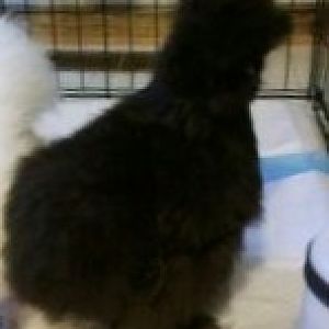 Here is another one of my silkies and she is called soot which my husband and I came up with. I bought her from a local farm and wanted to give snowball a partner I didn't want him to be lonely. The best part is now I have a pair maybe get some little chicks one day, will wait and see. She's about to close to same age and sweet and cudly and adorable.  VERRY SWEET