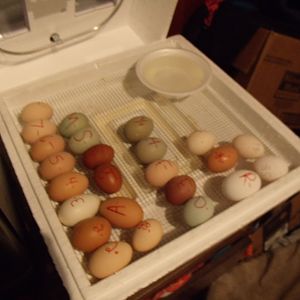 Valentines day hatch shipped eggs
