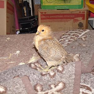 Phoenix, hatched January 1st 2012