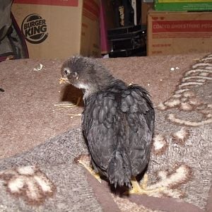 Falcon, hatched January 1st 2012