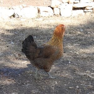 This is Lord Humungus - one of our Easter Egger hens