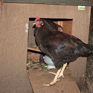 Another angle of the Barnevelder rooster, we want to find a nice home for him, any takers