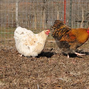 Gold blue laced rooster with gold white laced hens