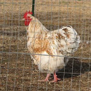 Gold white laced rooster
