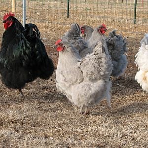Lavender hens and black rooster