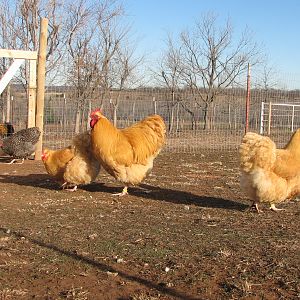 Buff hens and rooster